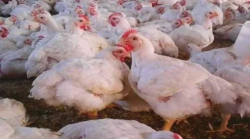 أسعار الفراخ والبيض اليوم في بورصة الدواجن وتأثيراتها على السوق المحلية